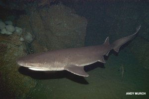 sevengill-shark